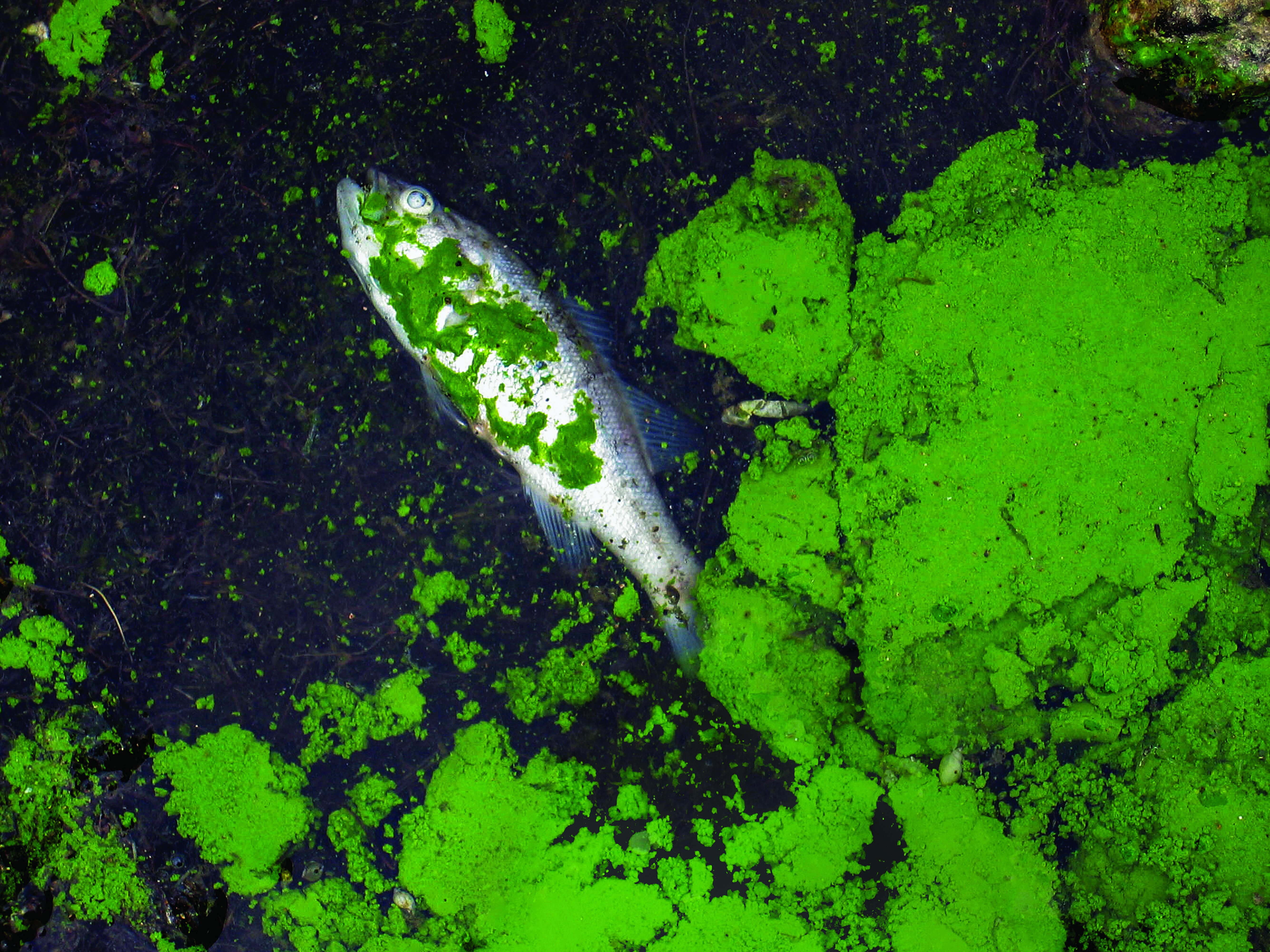 Cyanobacterial accumulation at Binder Lake, Iowa, dominated by the blue green algae Microcystis sp. with a dead fish.