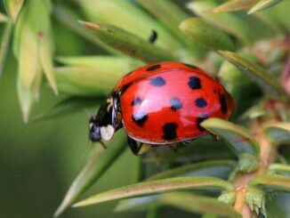 Harlequin_ladybird_(Harmonia_axyridis)_multispot_3