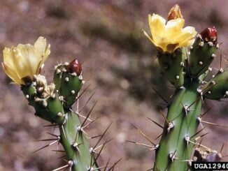 Opuntia_aurantiaca1UGA1294050